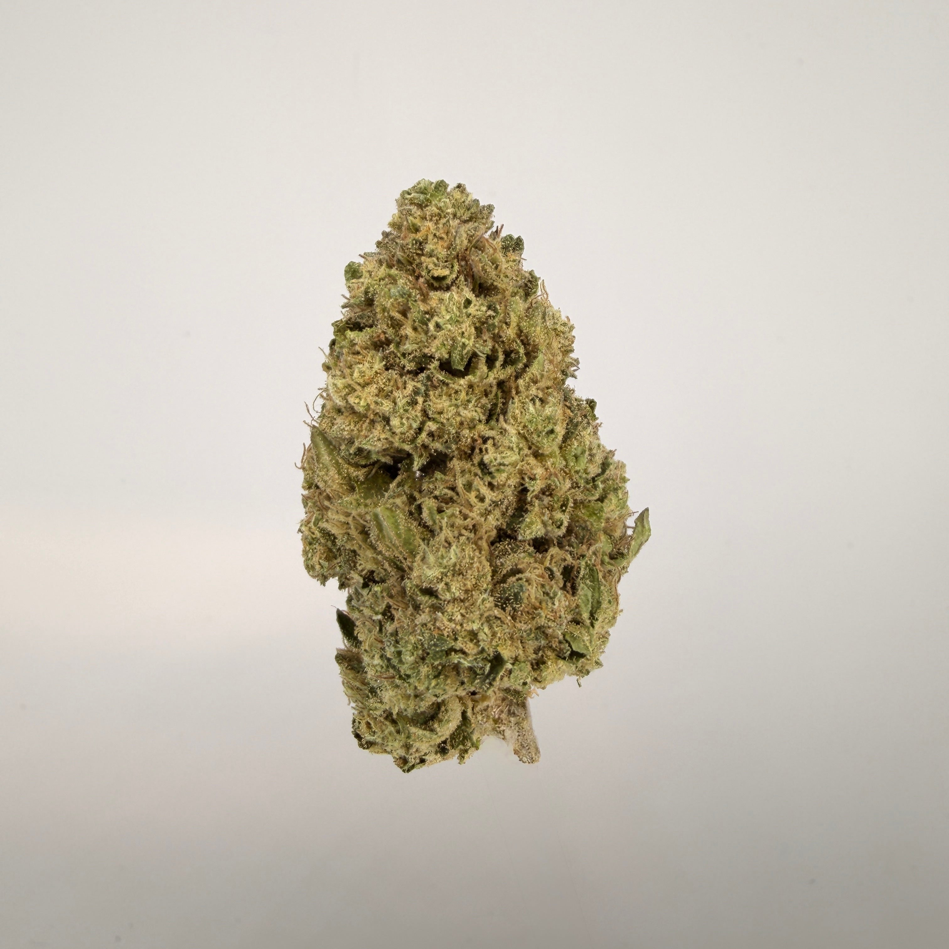 Collection of  in a gallery layout