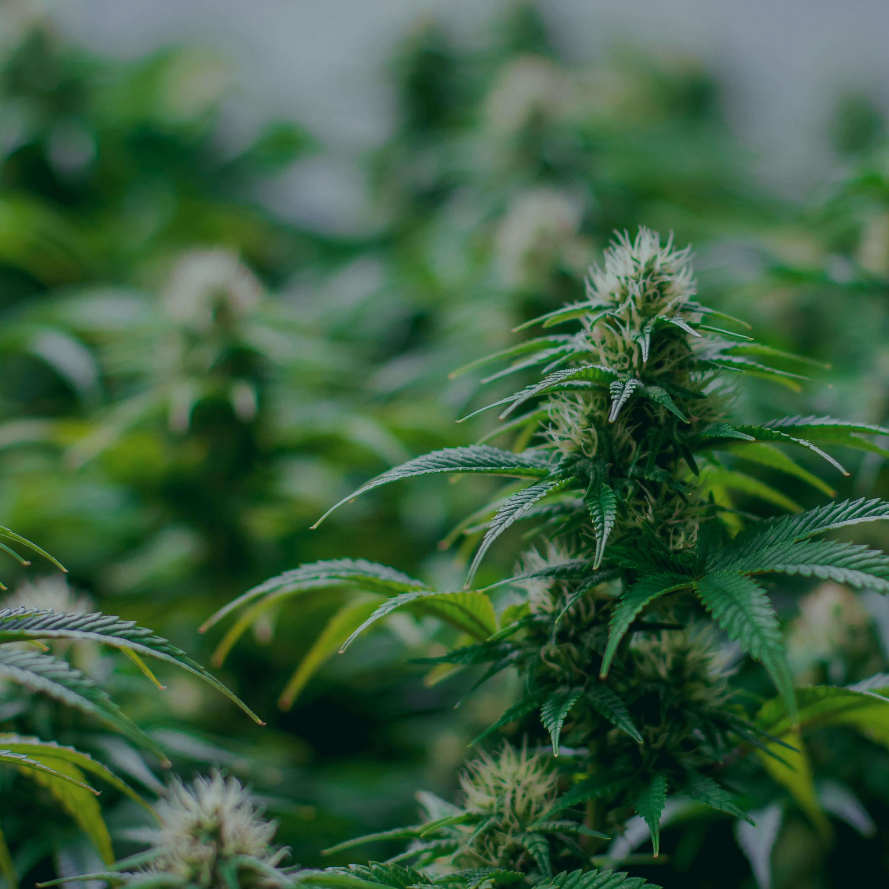 Collection of  in a gallery layout