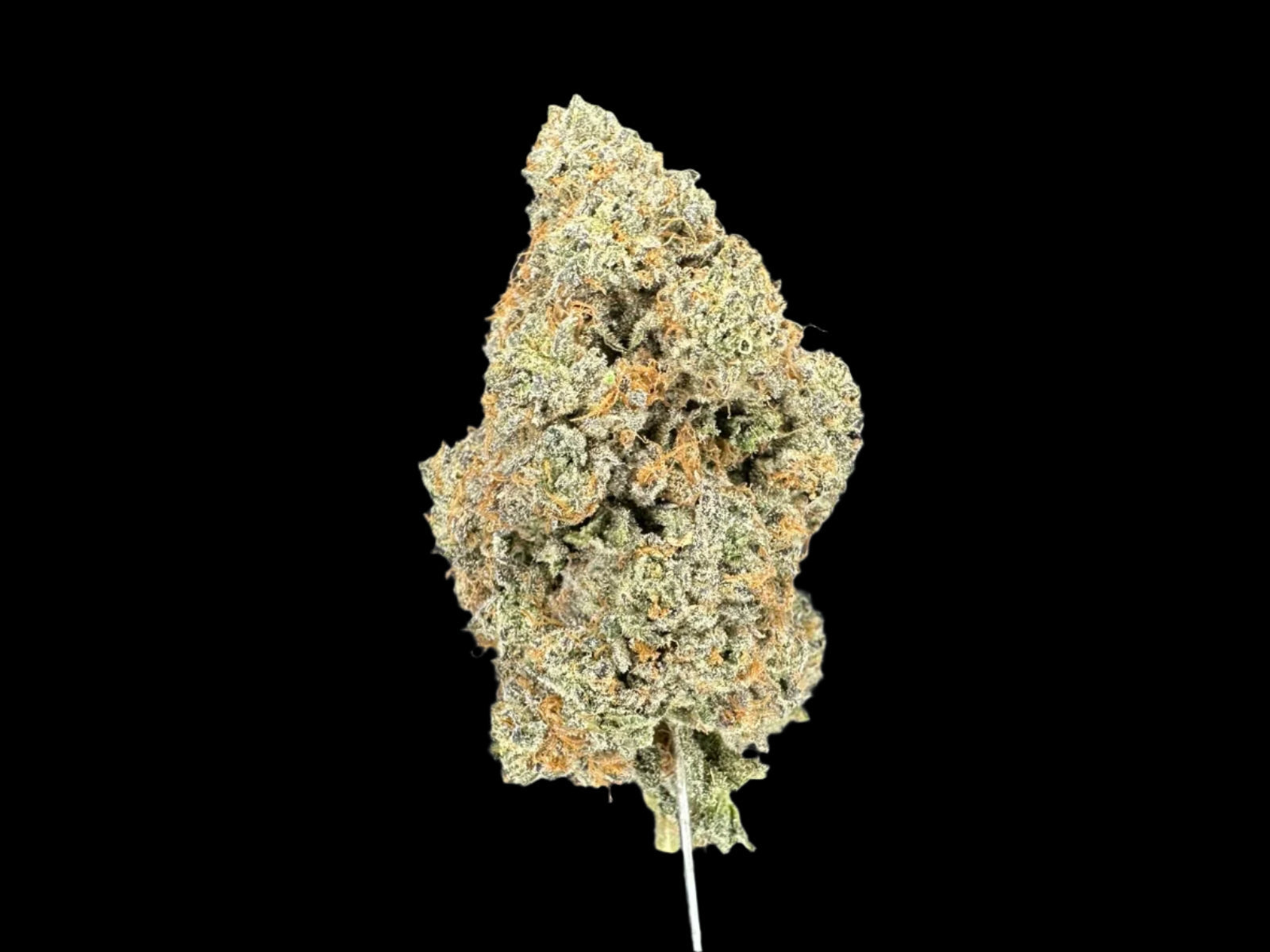 Collection of  in a gallery layout