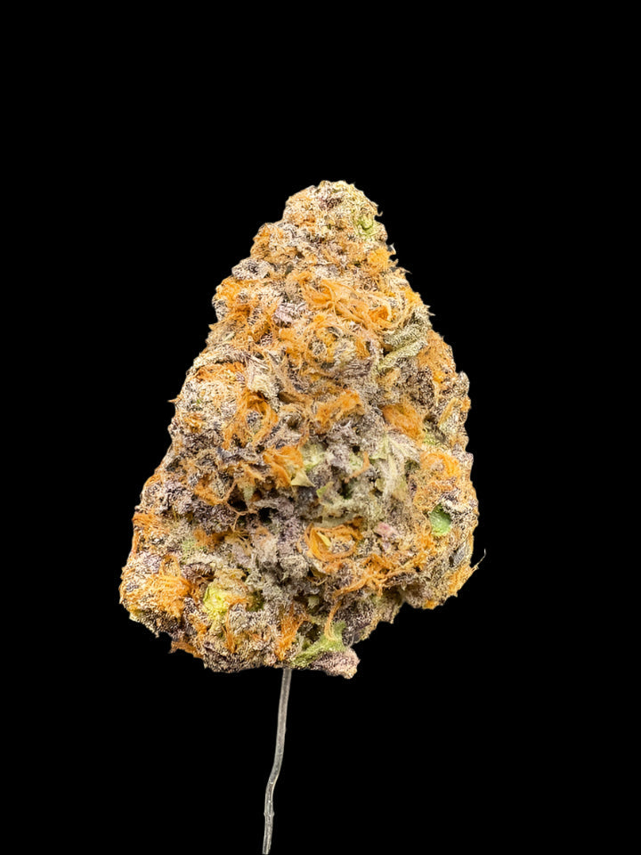 Collection of  in a gallery layout