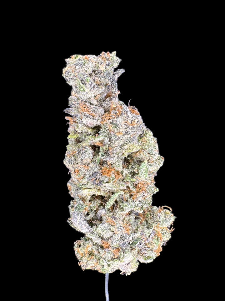 Collection of  in a gallery layout