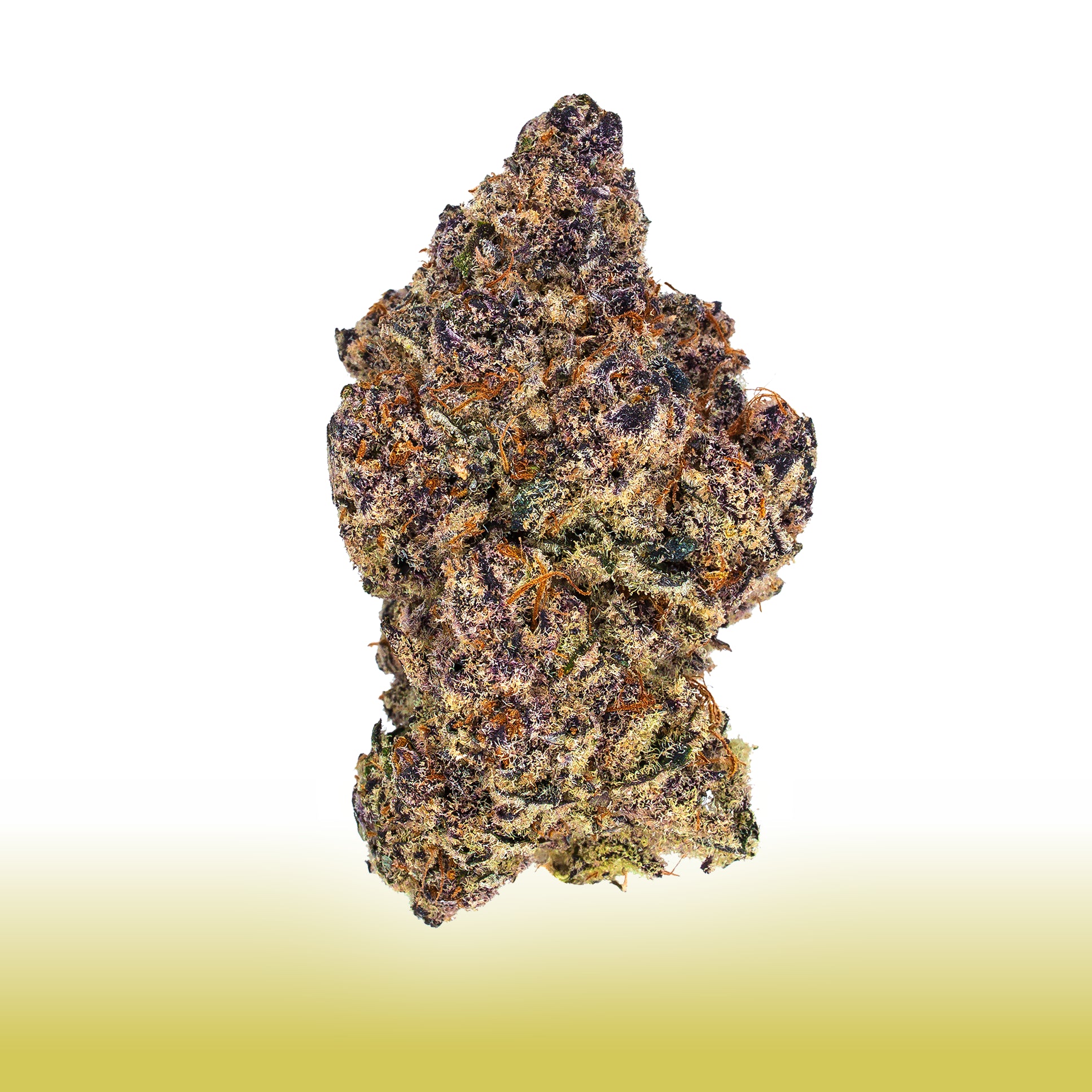 Collection of  in a gallery layout