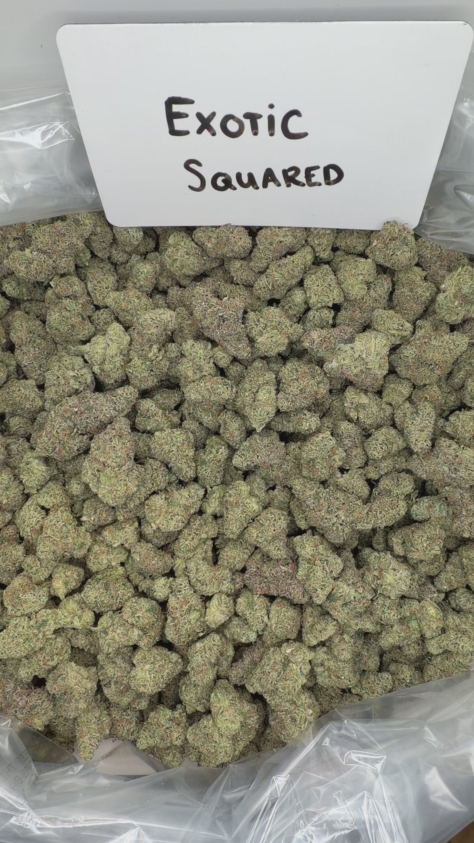 Collection of  in a gallery layout