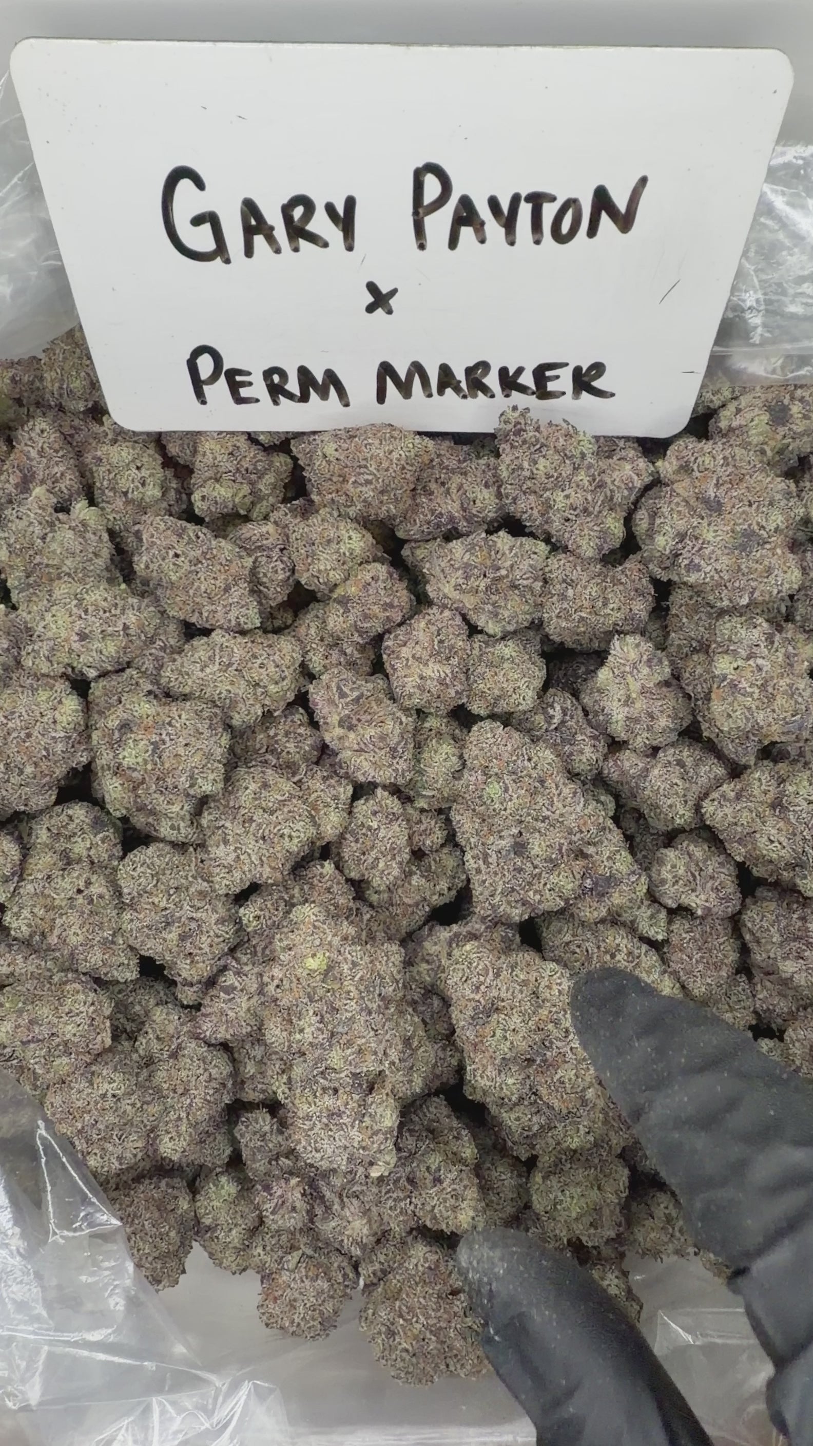Collection of HEMP FLOWER | Gary Payton X Permanent Marker in a gallery layout