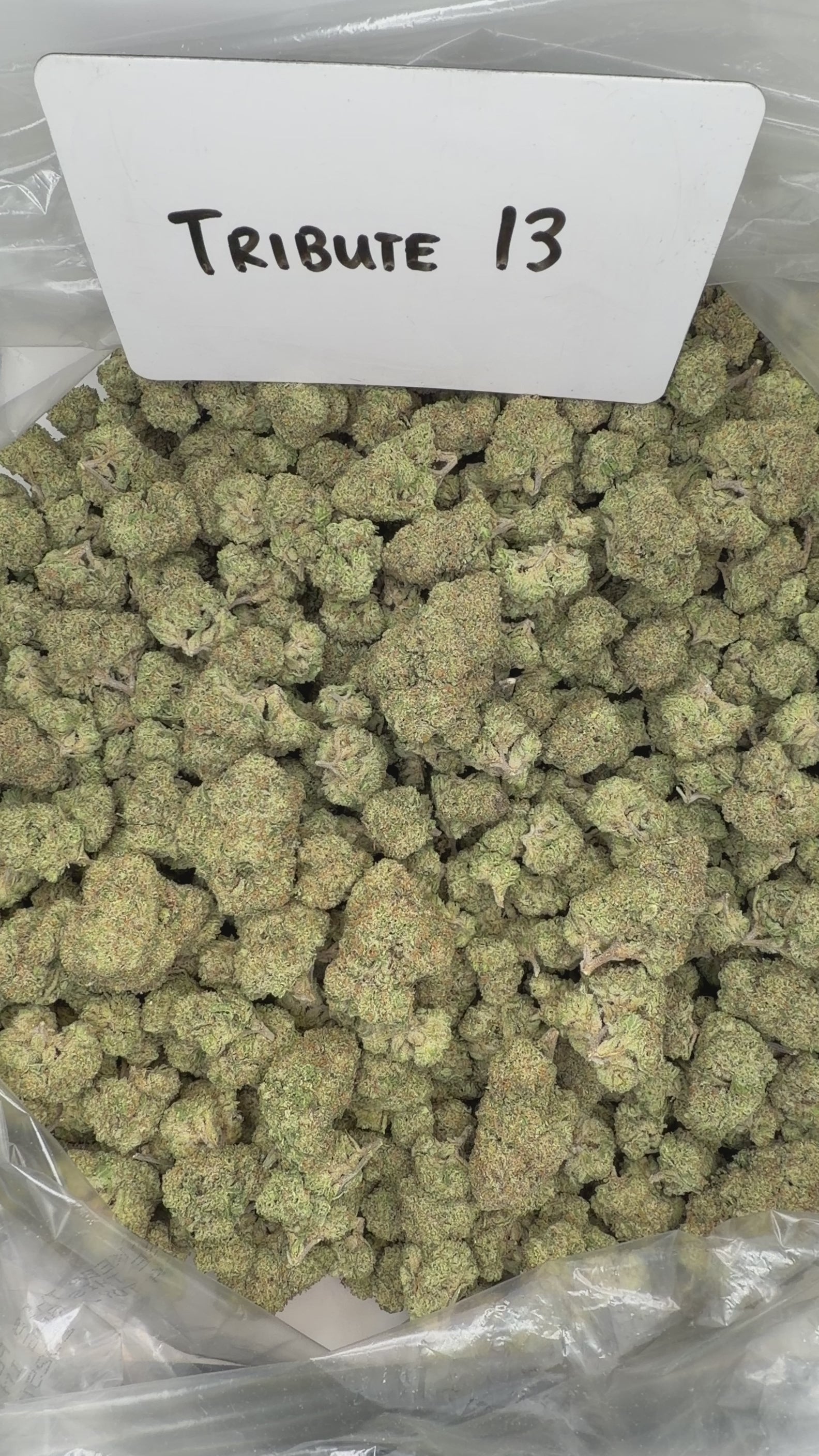 Collection of  in a gallery layout