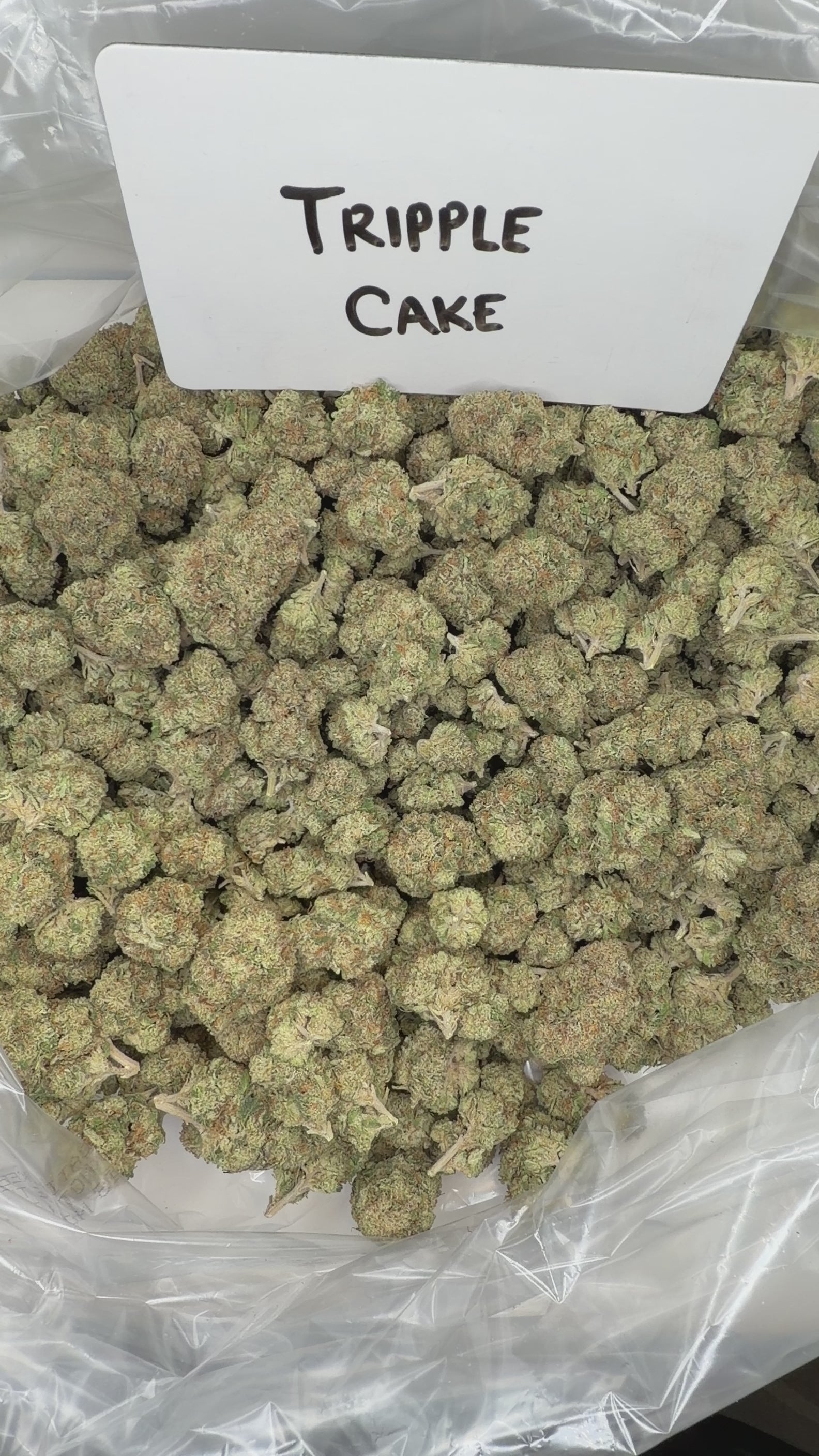 Collection of  in a gallery layout