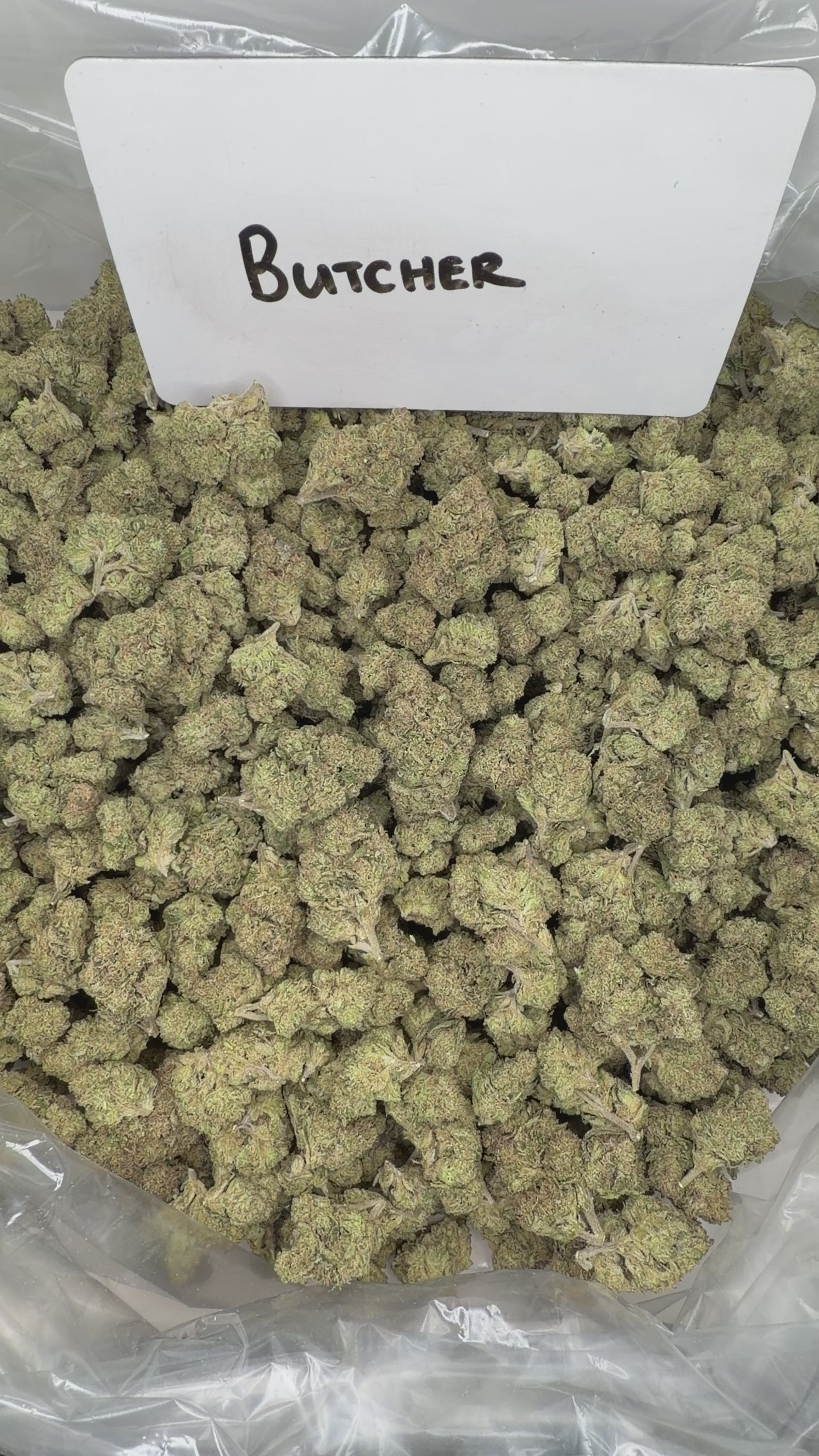 Collection of  in a gallery layout