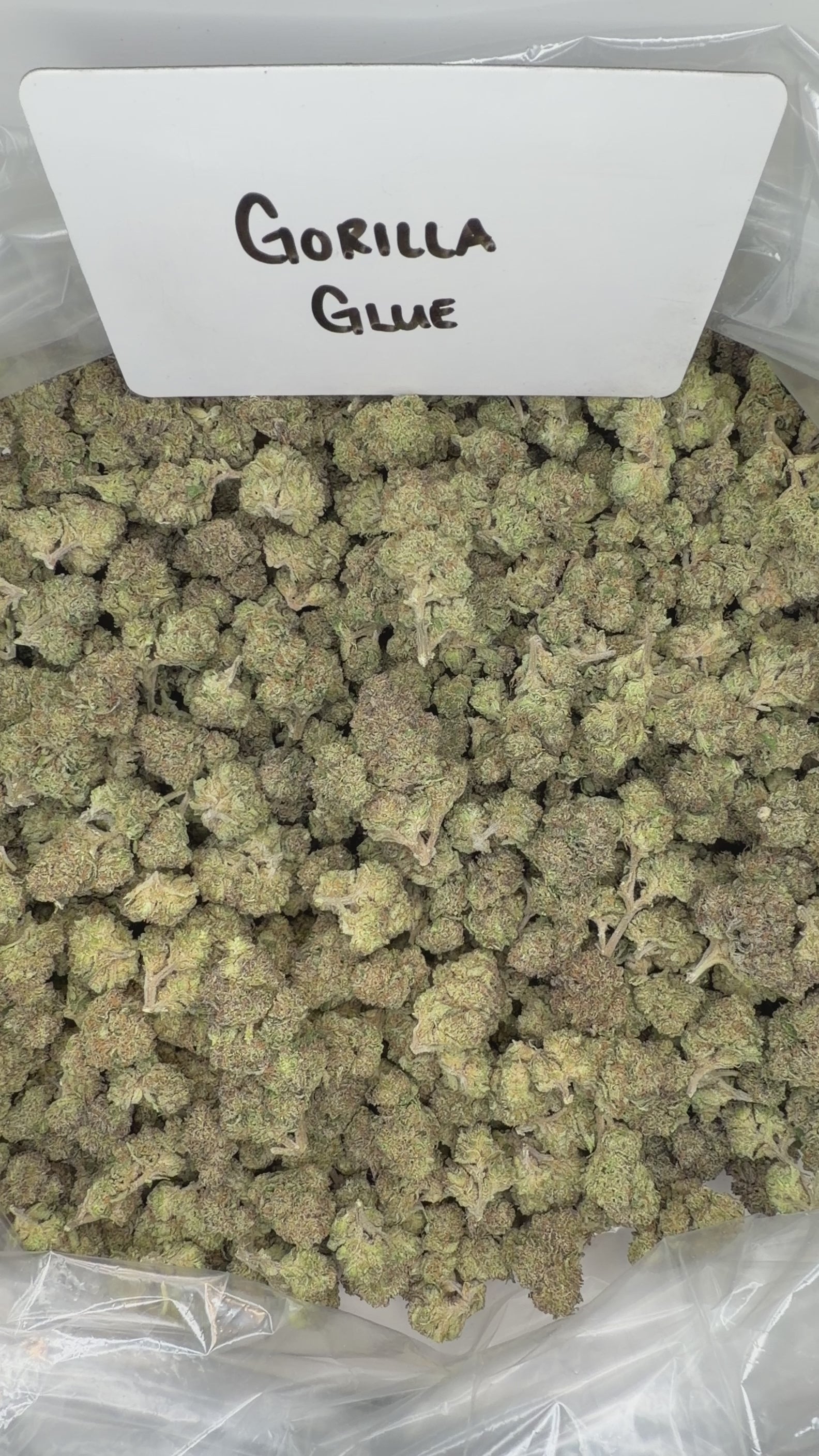 Collection of  in a gallery layout