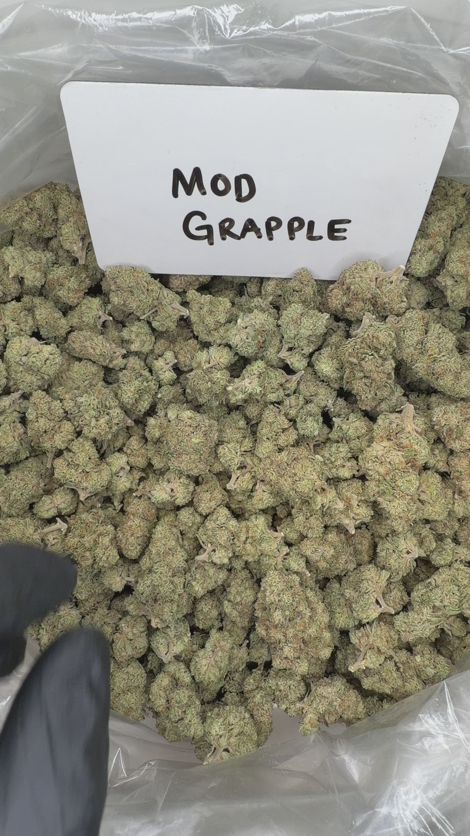 Collection of  in a gallery layout