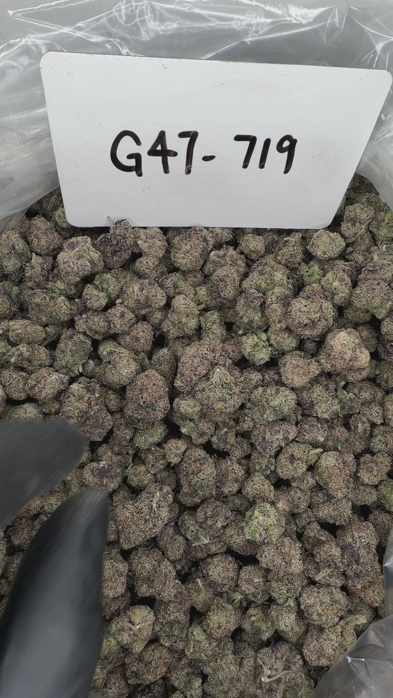 Collection of HEMP FLOWER | G47-719 in a gallery layout