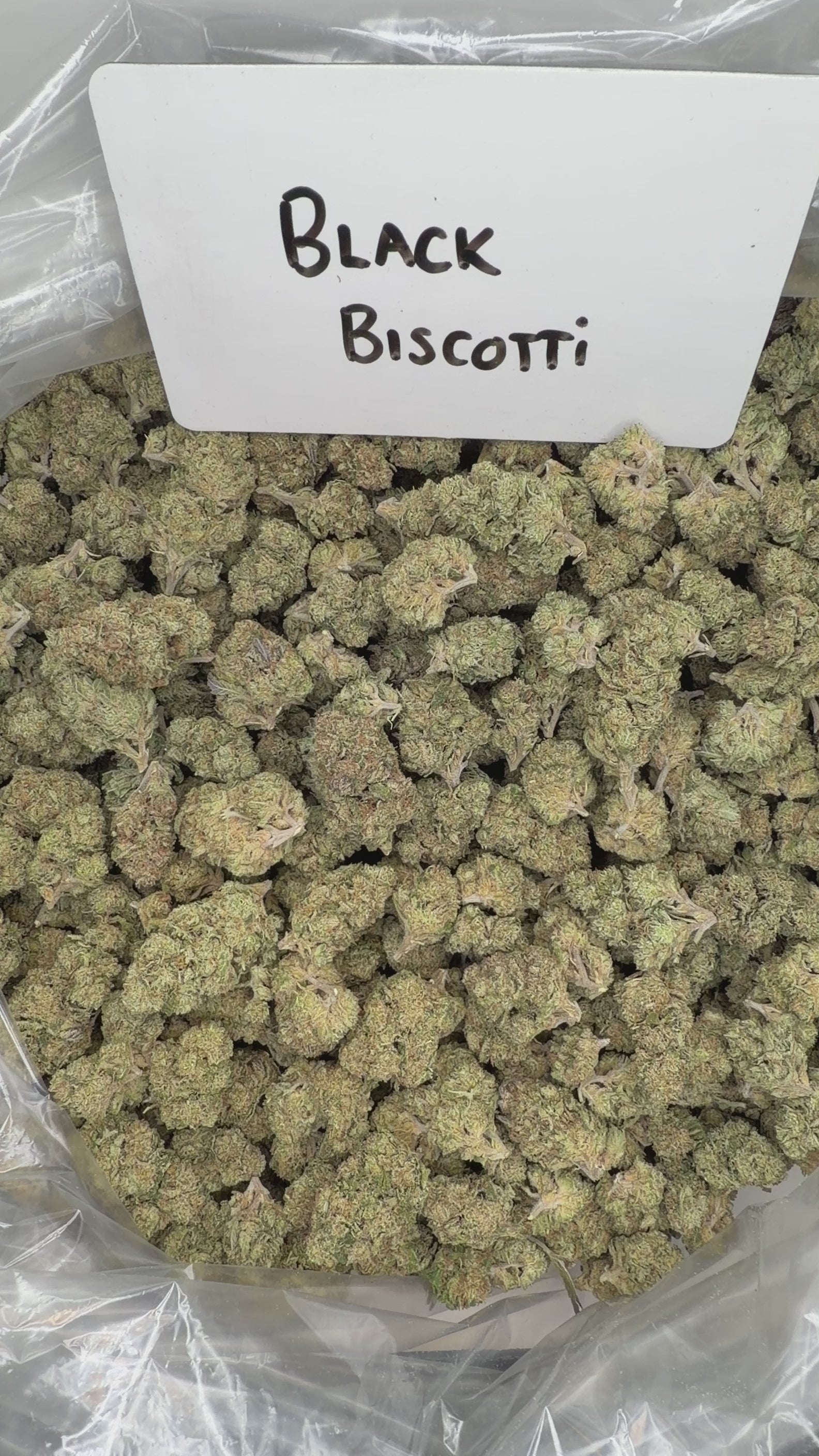 Collection of  in a gallery layout