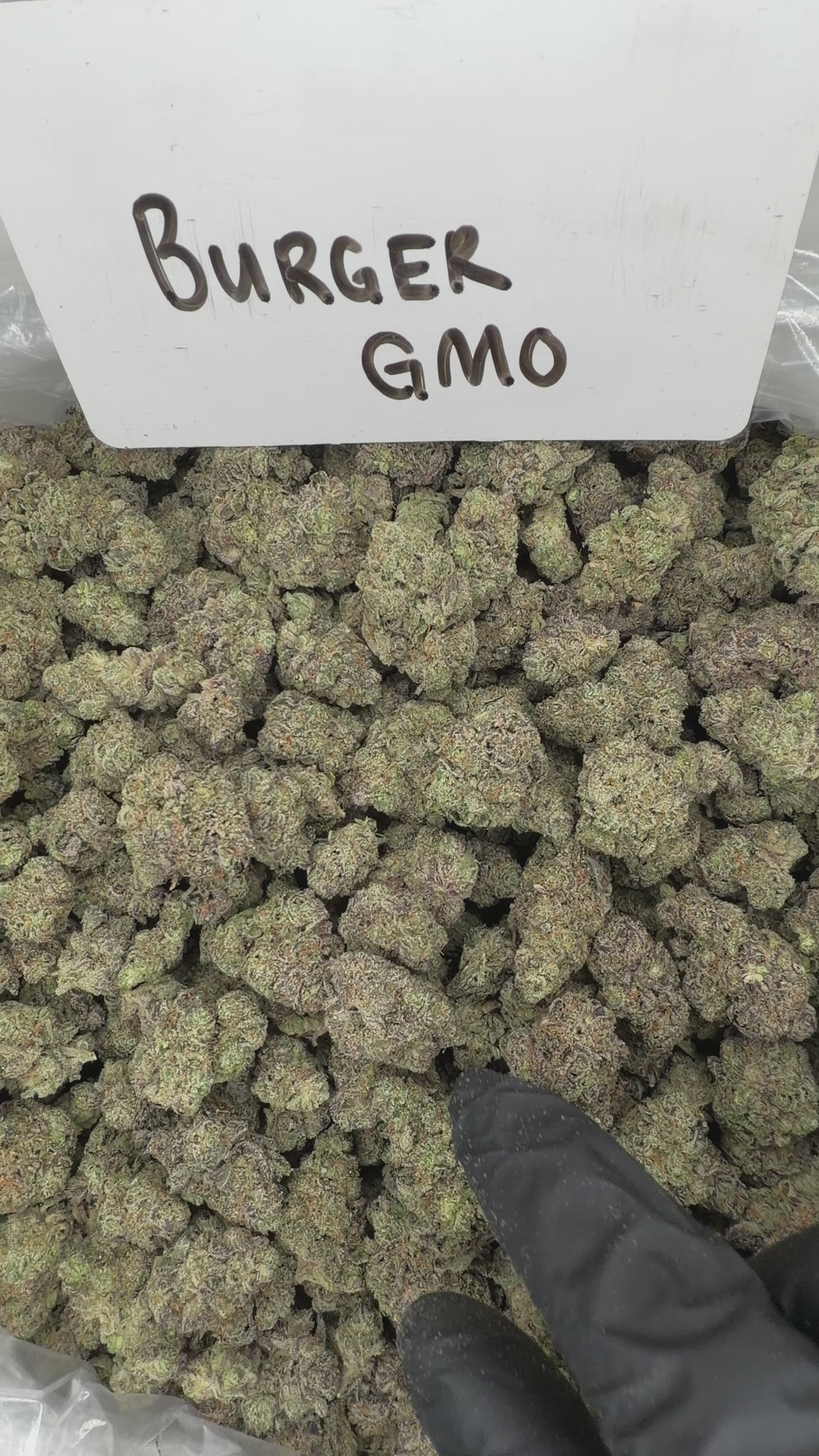 Collection of HEMP FLOWER | Burger GMO in a gallery layout