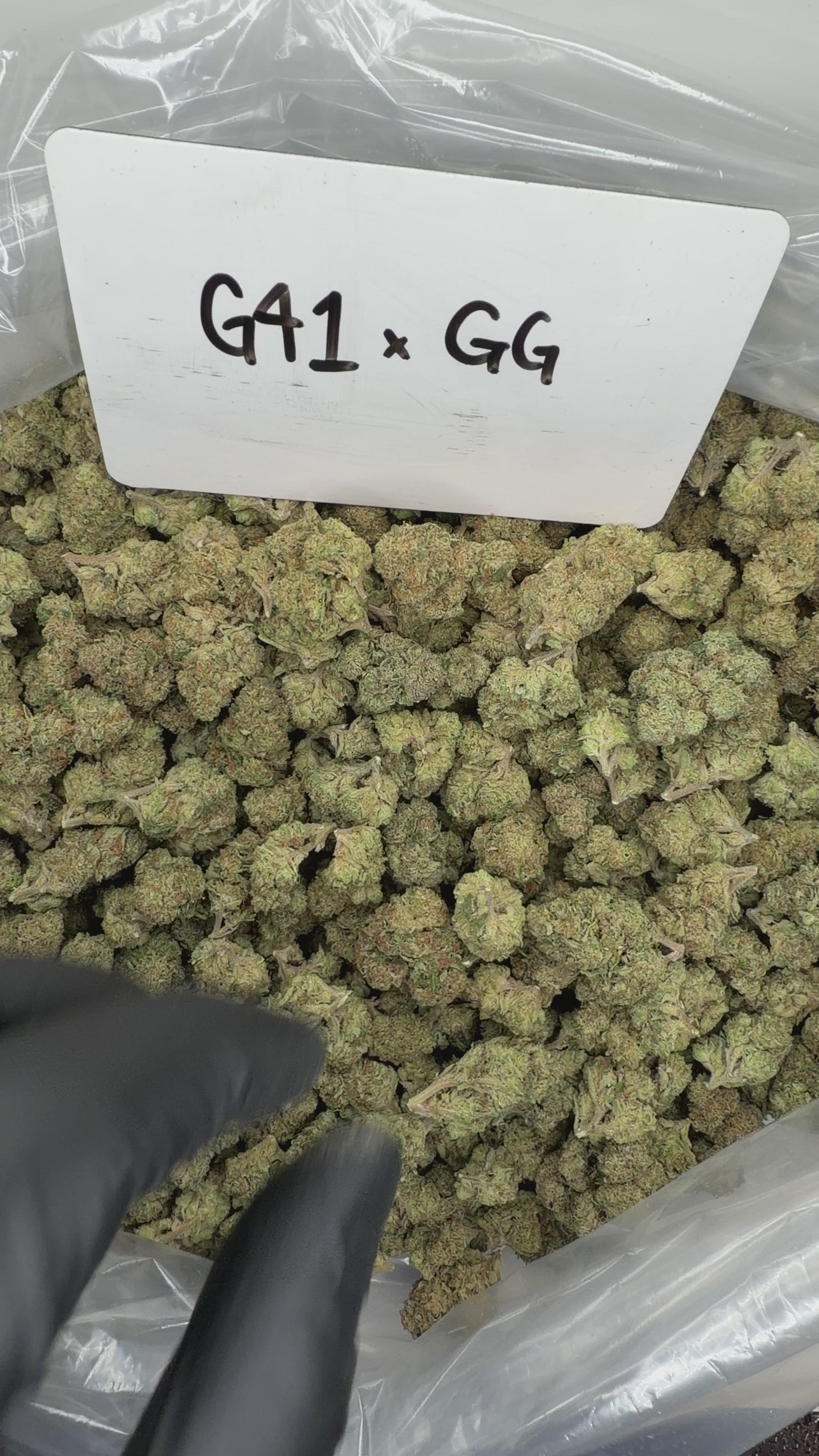 Collection of HEMP FLOWER | G41 X GG in a gallery layout