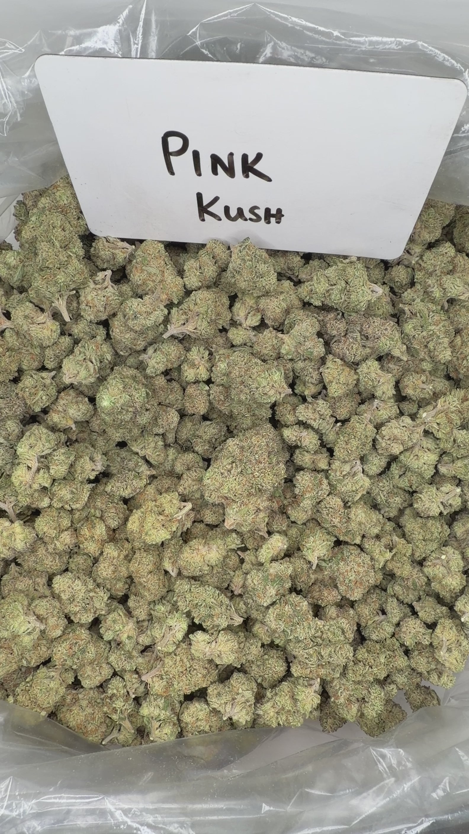 Collection of  in a gallery layout