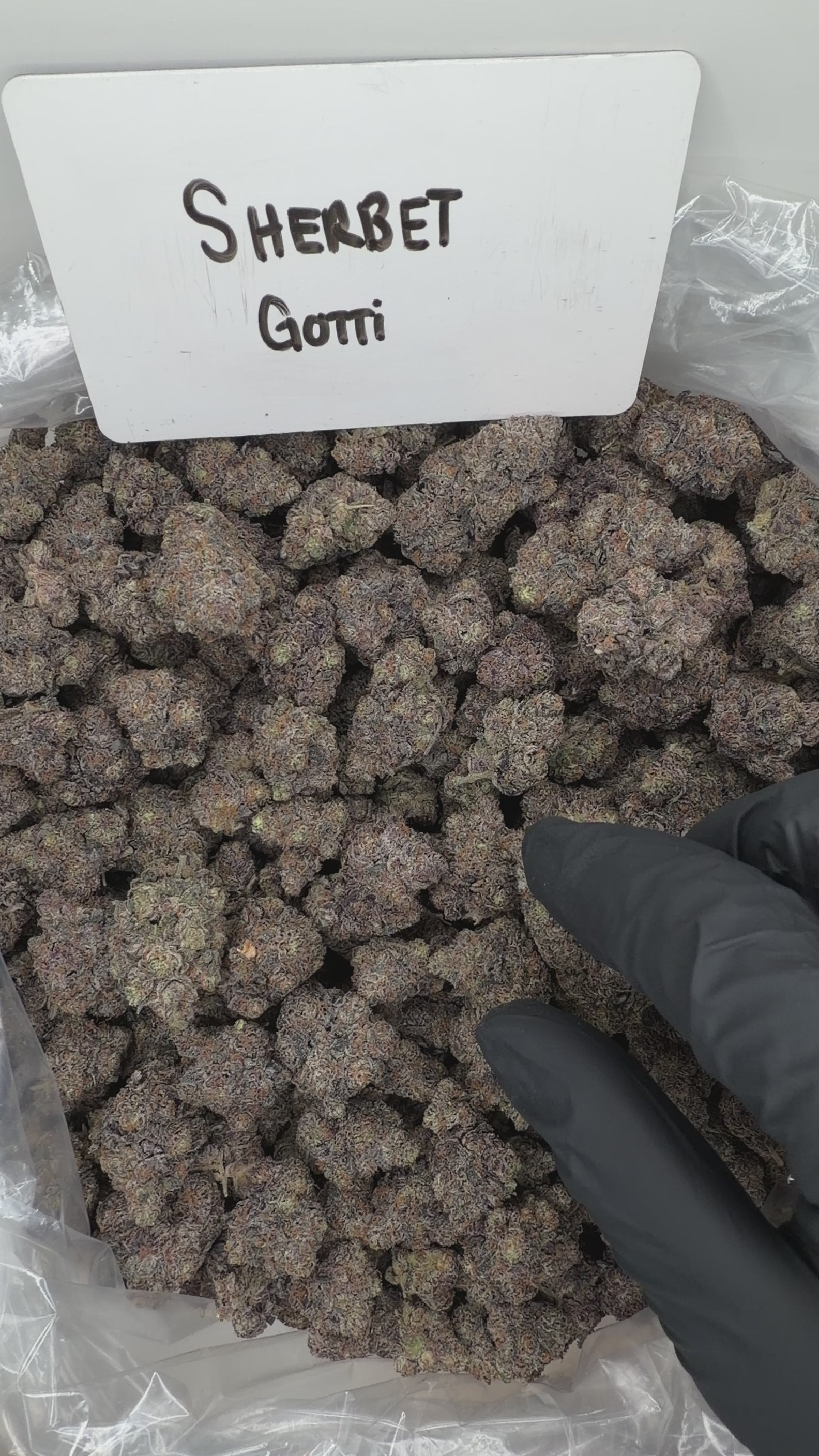 Collection of HEMP FLOWER | Sherbet Gotti in a gallery layout