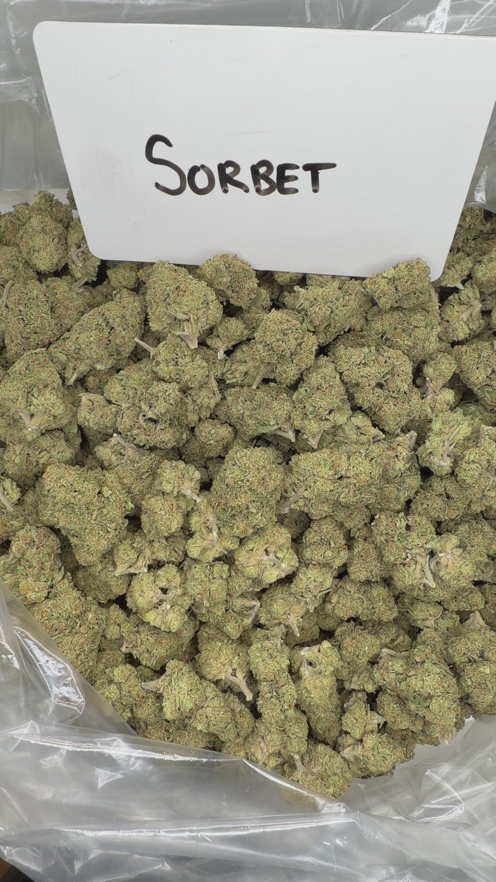 Collection of  in a gallery layout