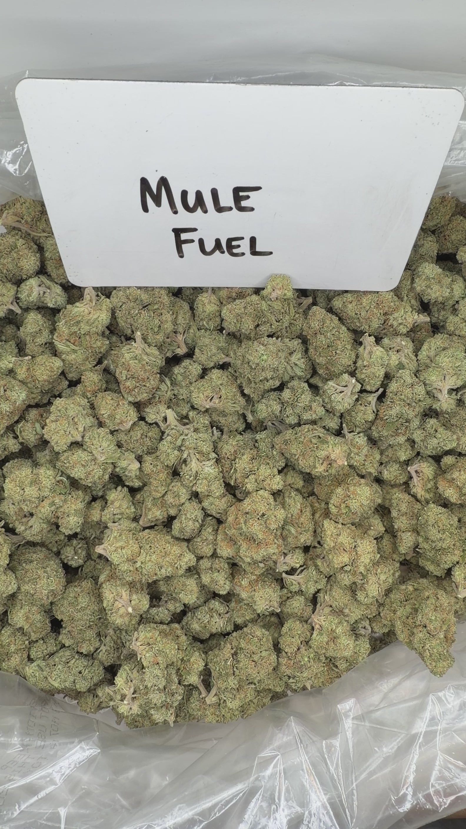 Collection of  in a gallery layout