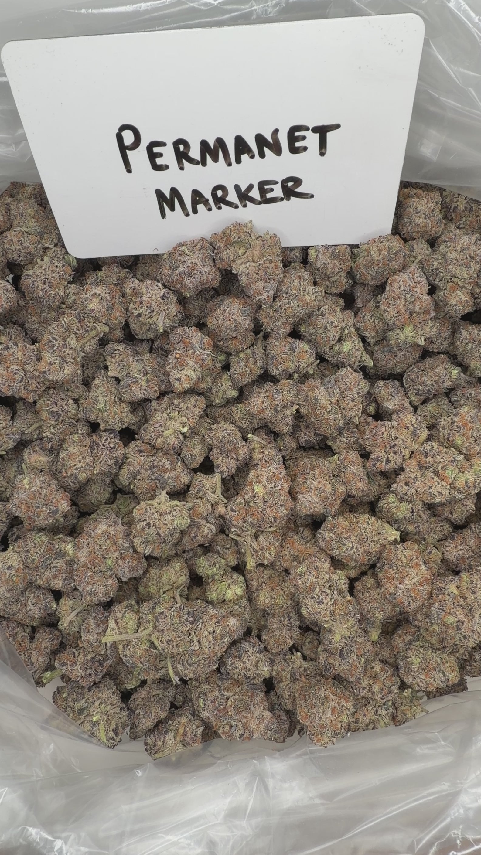 Collection of  in a gallery layout