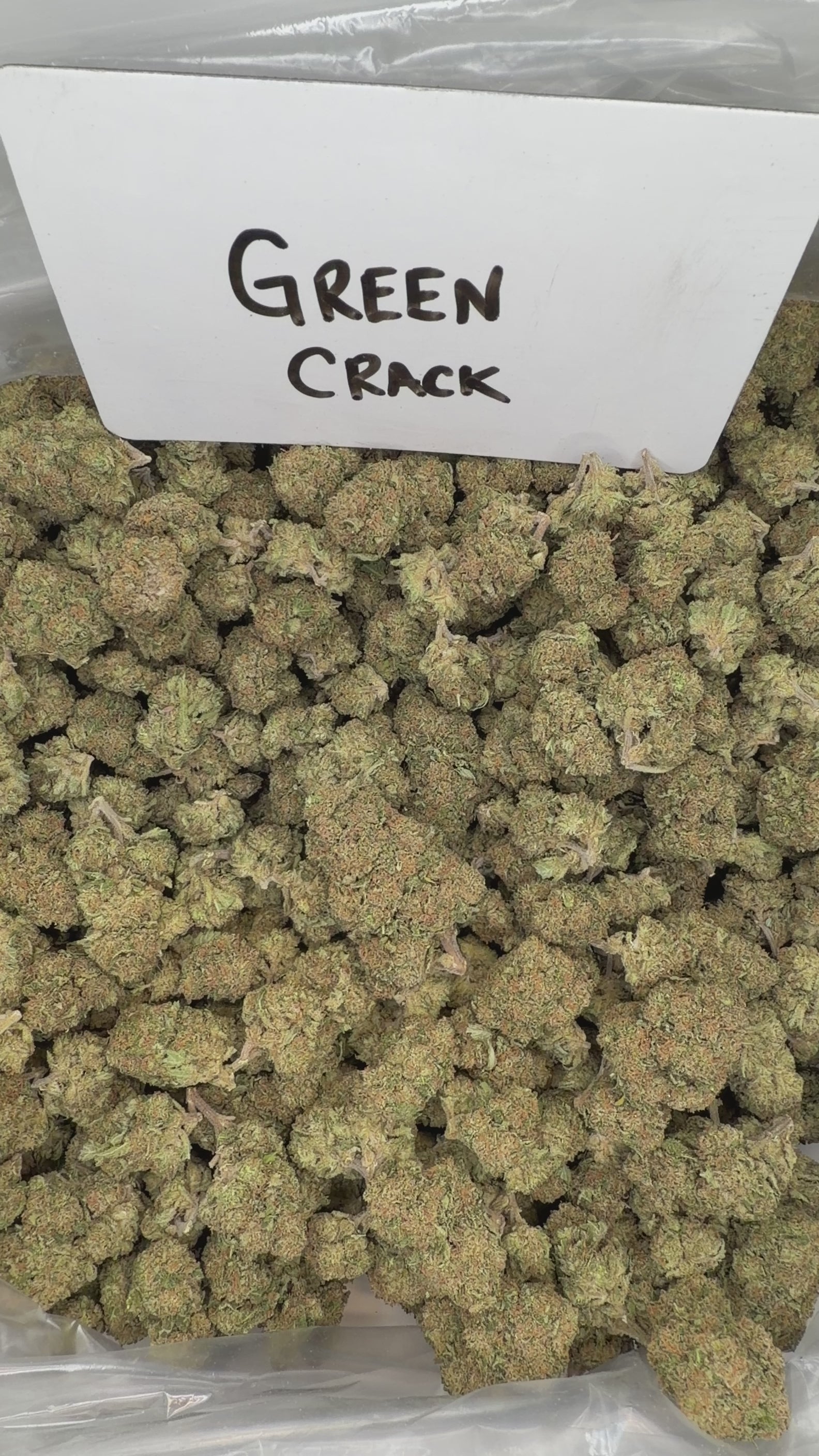 Collection of  in a gallery layout