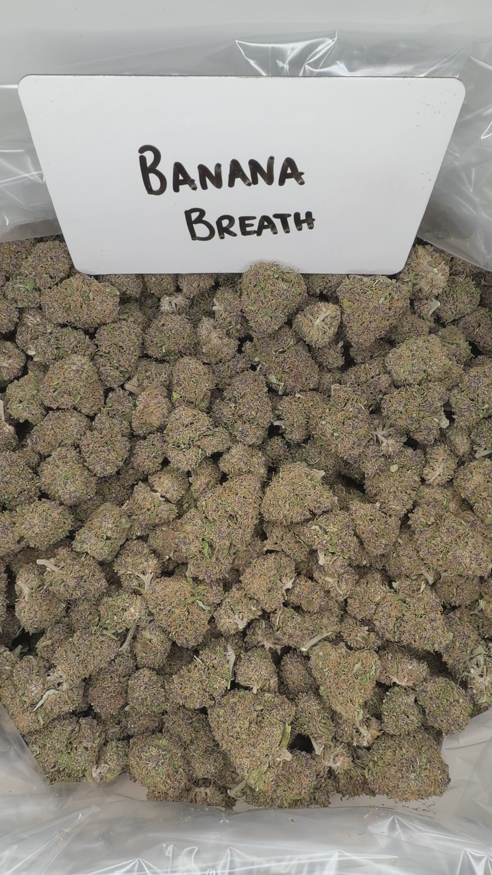 Collection of  in a gallery layout