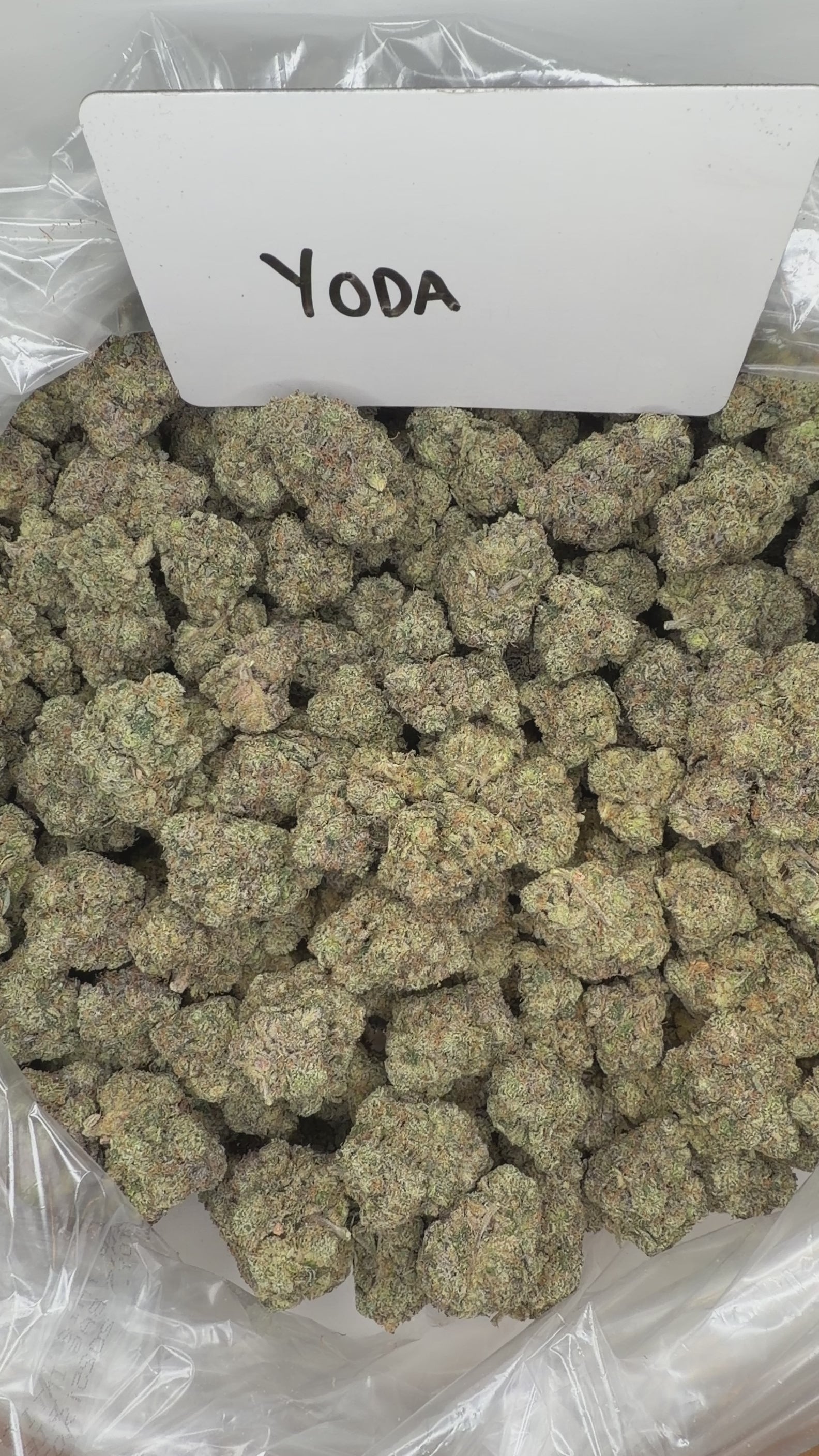 Collection of  in a gallery layout