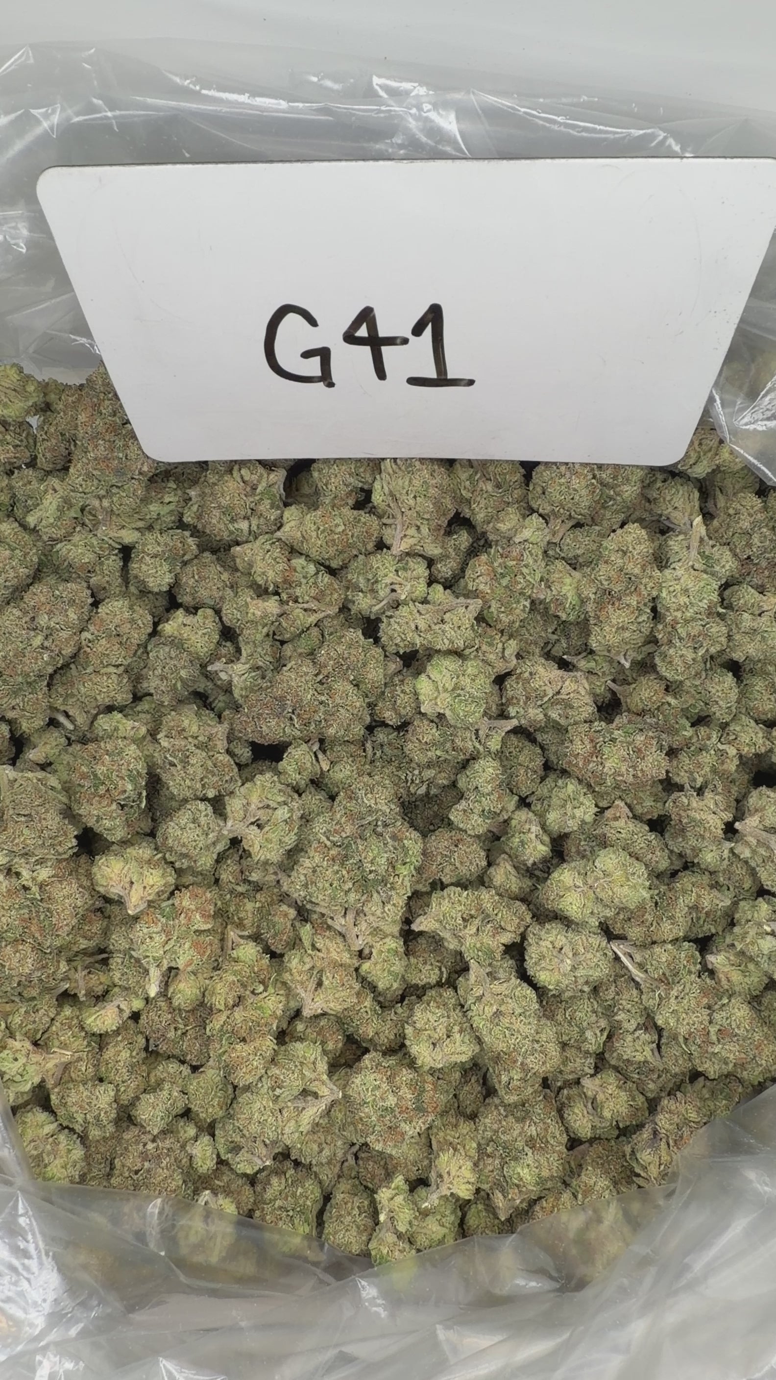 Collection of  in a gallery layout