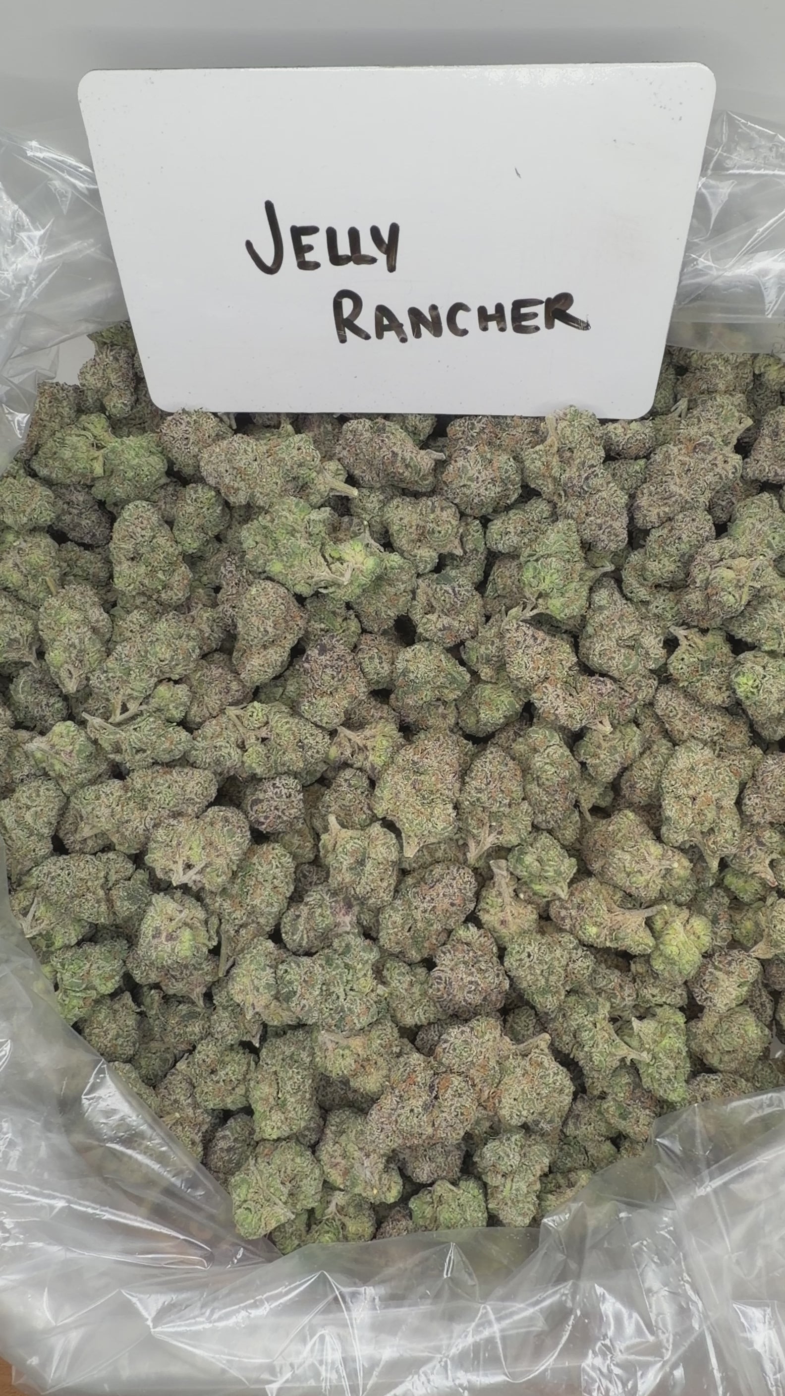 Collection of  in a gallery layout