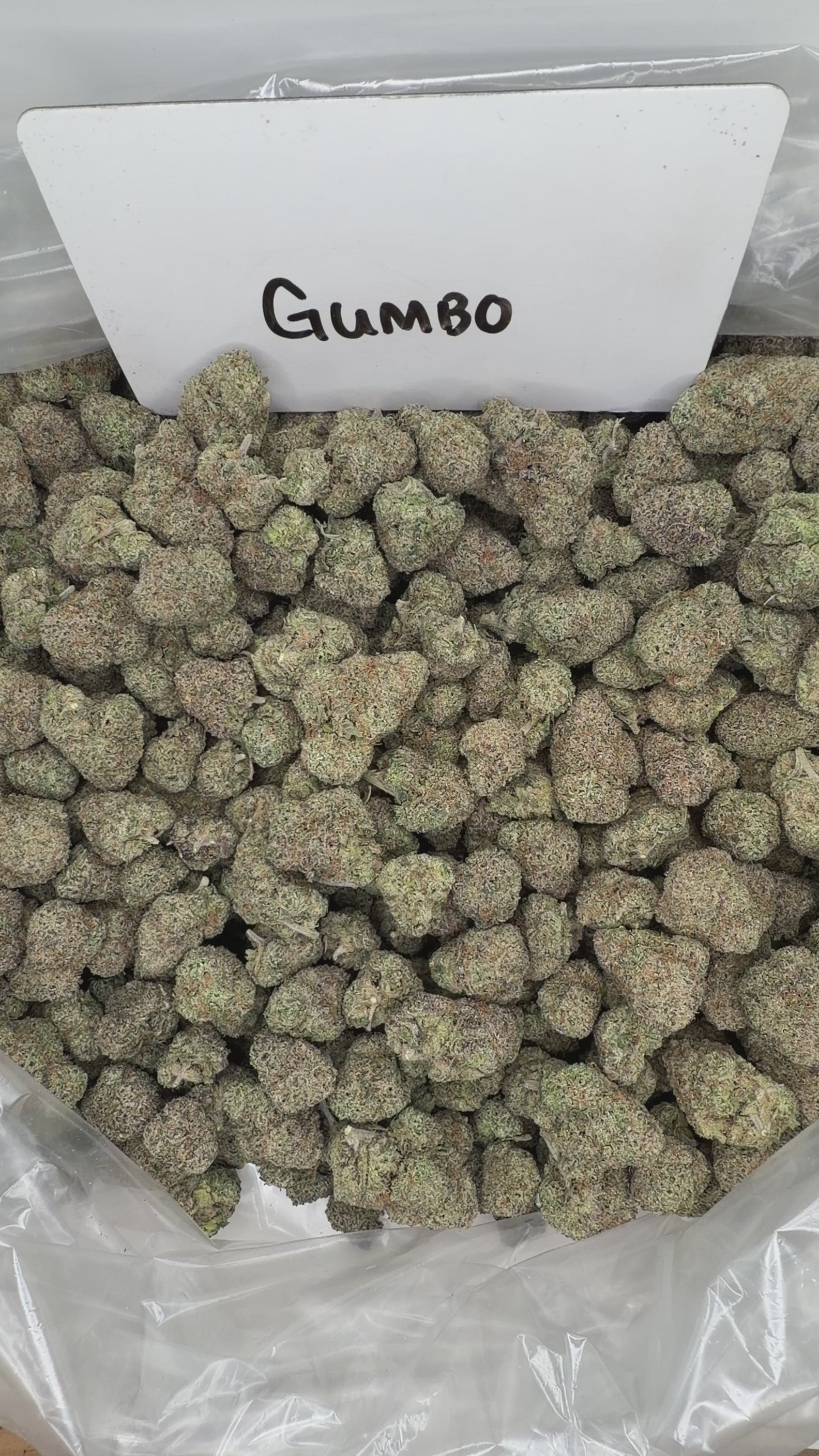 Collection of  in a gallery layout