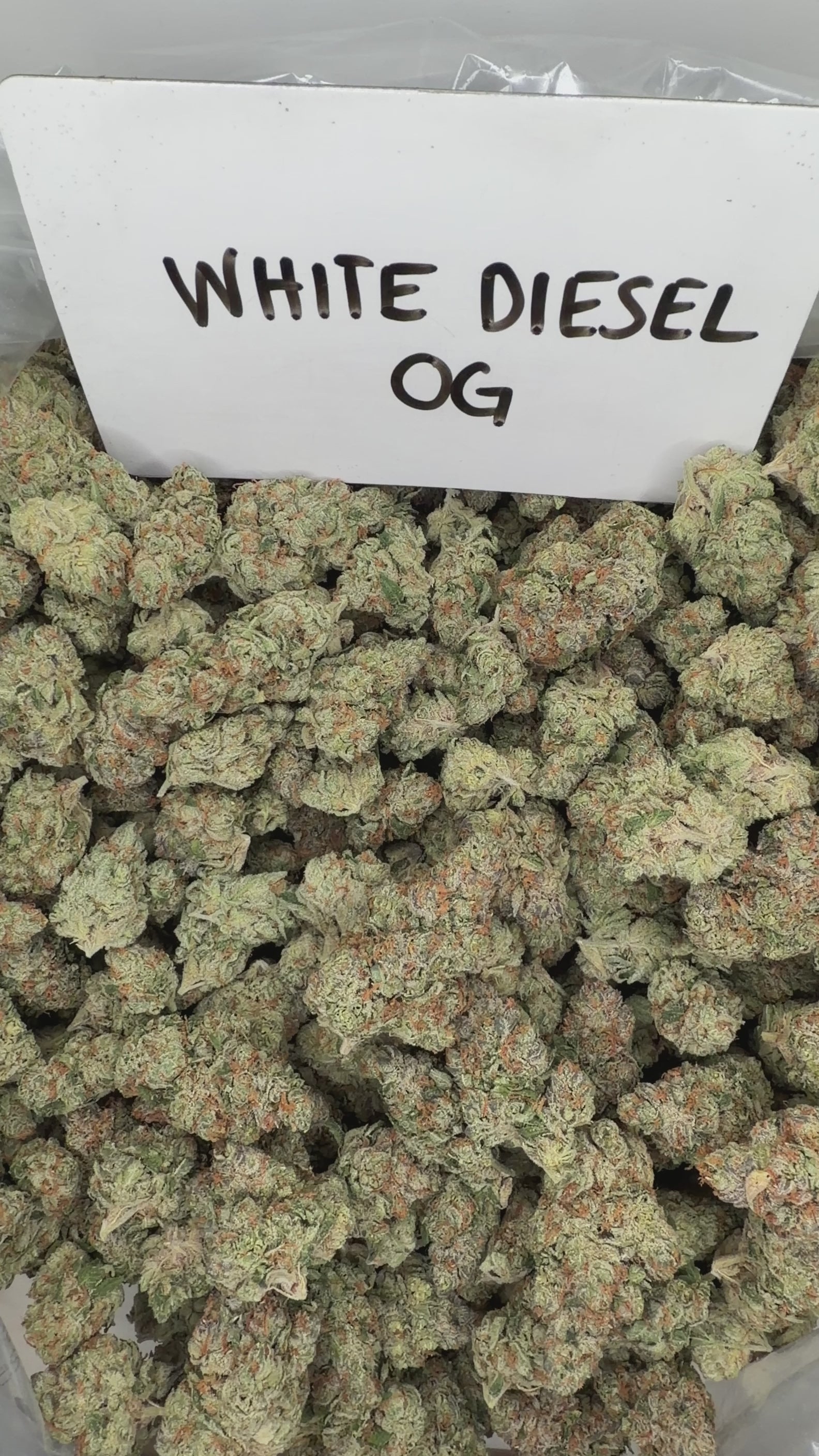 Collection of  in a gallery layout