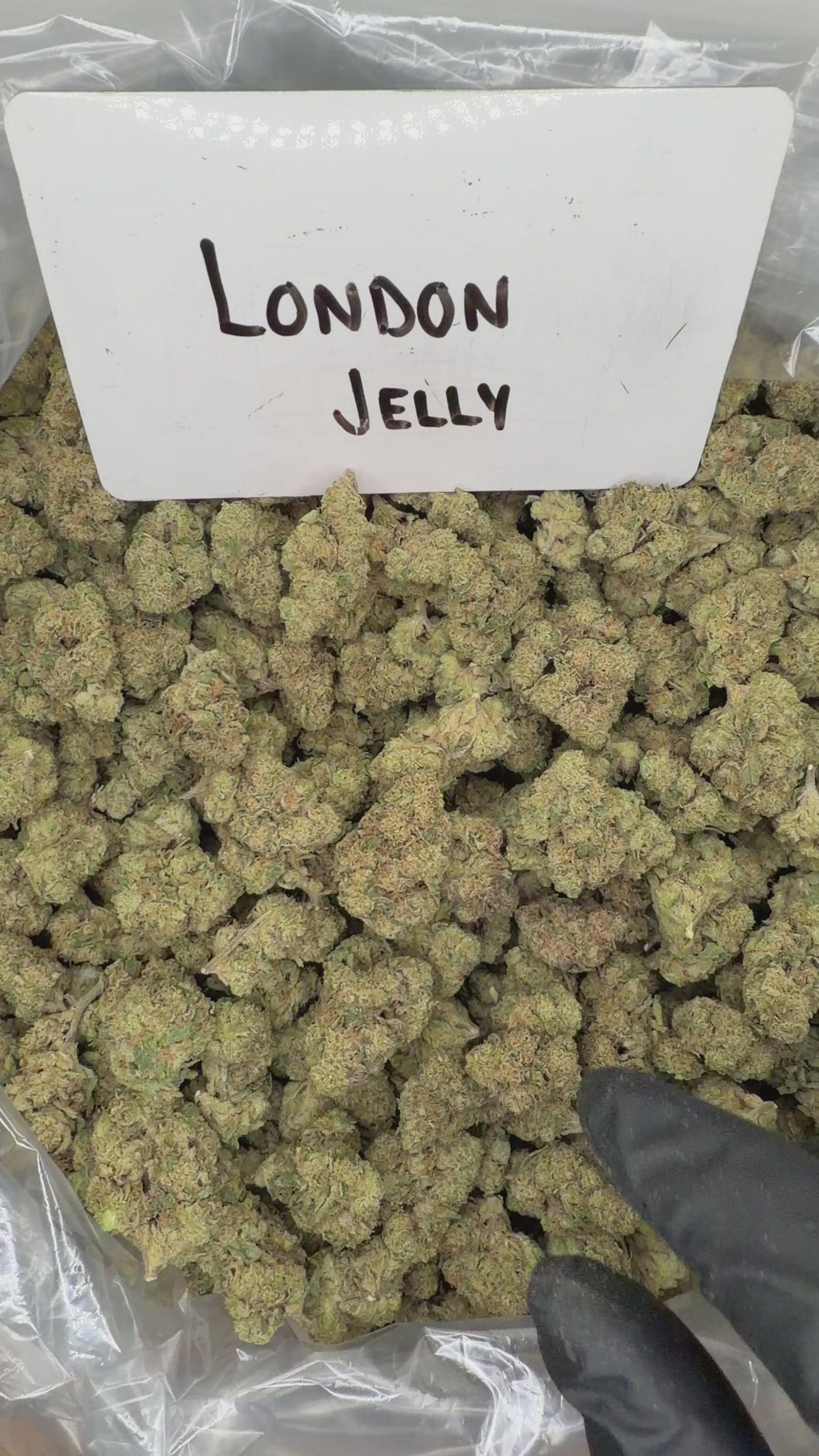Collection of  in a gallery layout