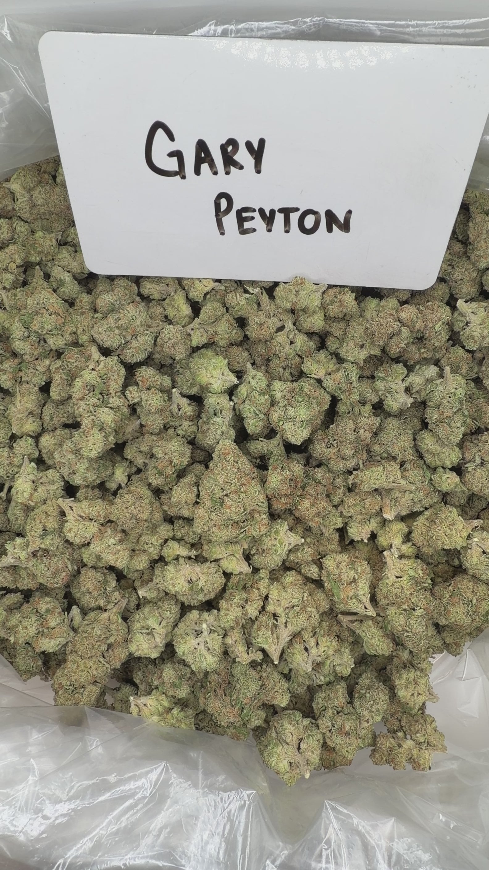 Collection of  in a gallery layout